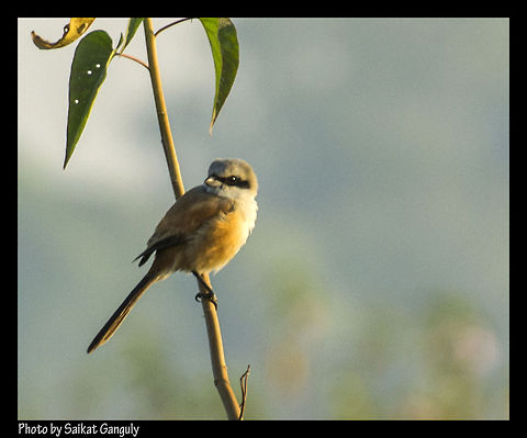 Long Tailed Shrike  Lanius schach,Long-tailed Shrike