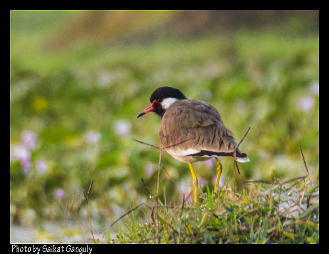 Red-wattled Lapwing  Geotagged,India,Red-wattled Lapwing,Vanellus indicus