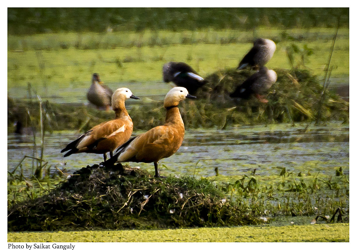 Ruddy Shelducks  Ruddy Shelduck,Tadorna ferruginea