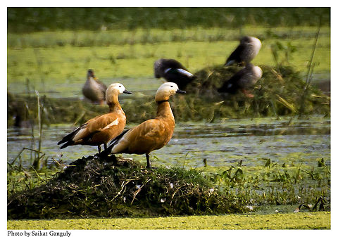Ruddy Shelducks  Ruddy Shelduck,Tadorna ferruginea