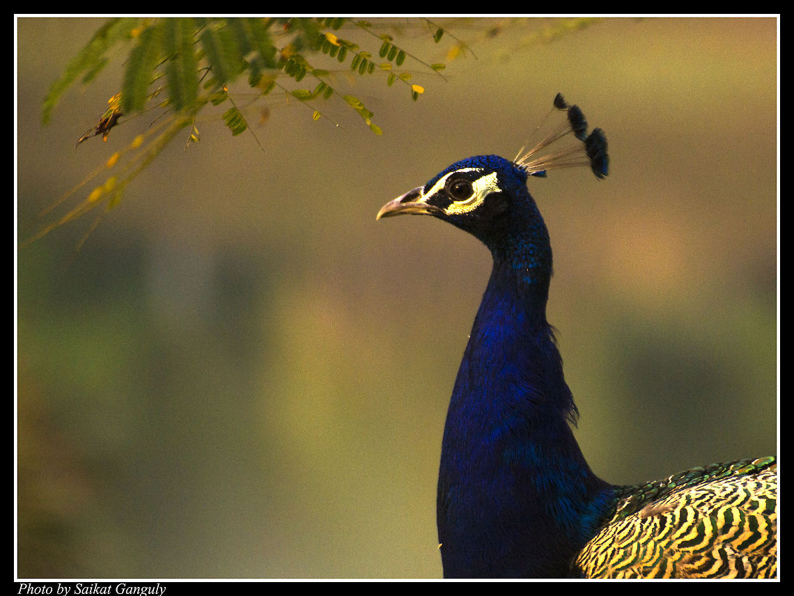 peafowl  Indian Peafowl,Pavo cristatus