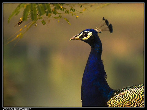 peafowl  Indian Peafowl,Pavo cristatus