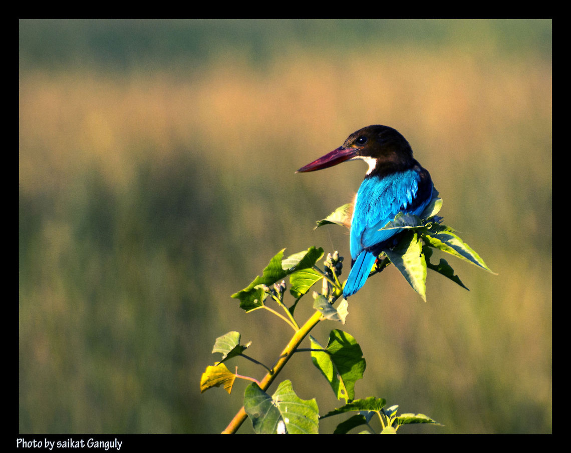 kingfisher  Halcyon smyrnensis,White-throated Kingfisher
