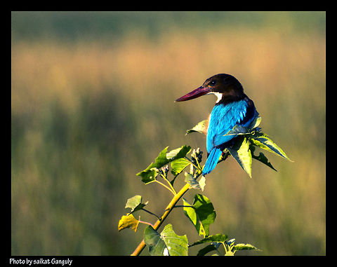 kingfisher  Halcyon smyrnensis,White-throated Kingfisher