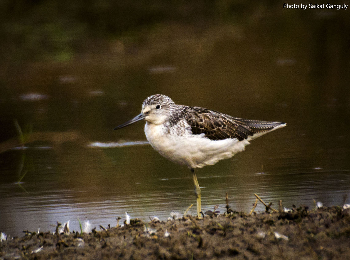 Wood Sandpiper.  Geotagged,India,Tringa glareola,Wood Sandpiper,birds,nature,water birds