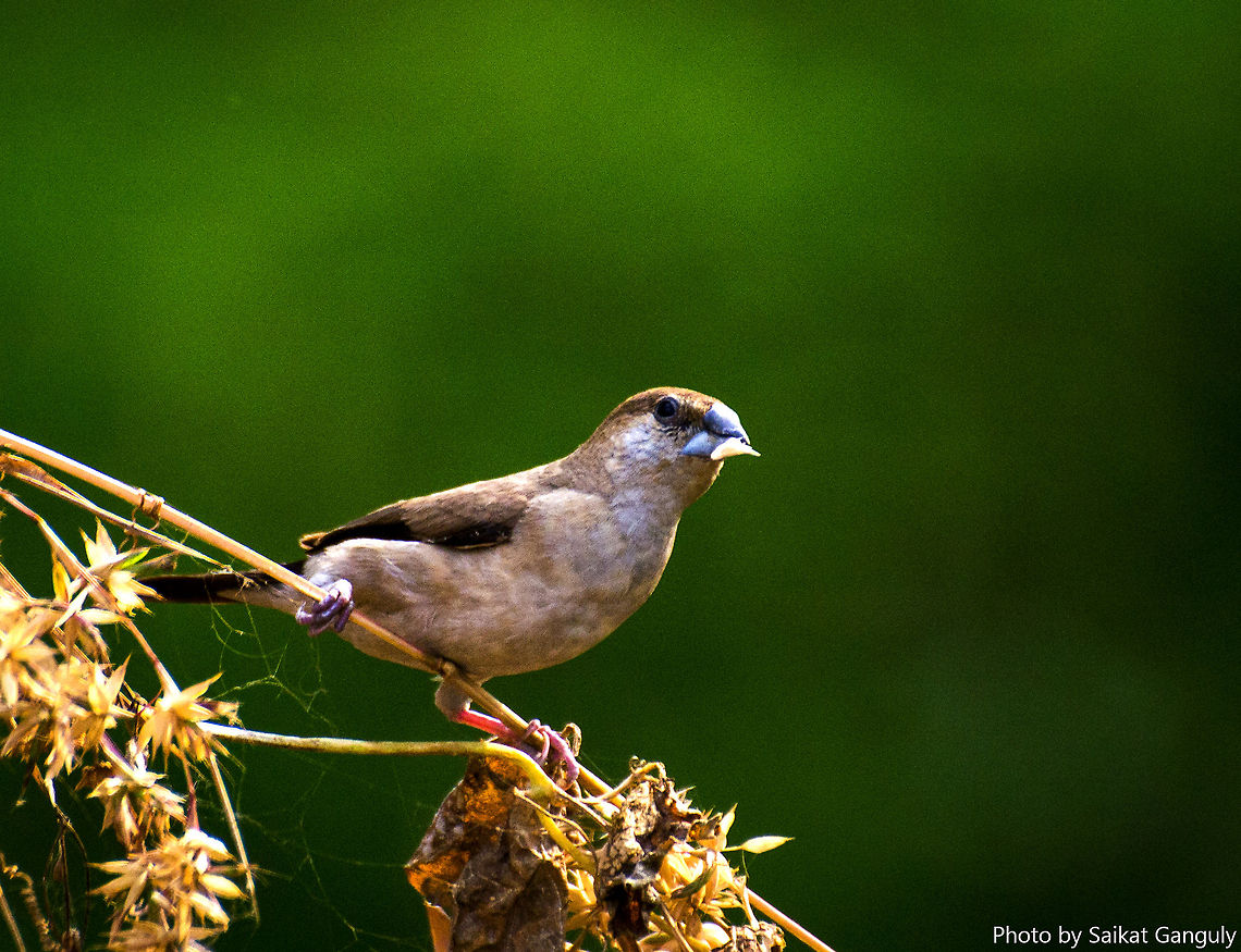 Indian Silverbill  Geotagged,India,Indian Silverbill,Lonchura malabarica
