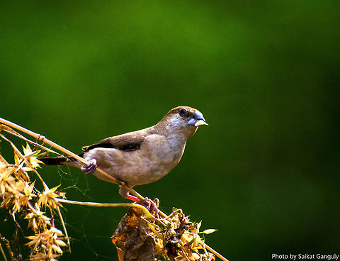 Indian Silverbill  Geotagged,India,Indian Silverbill,Lonchura malabarica