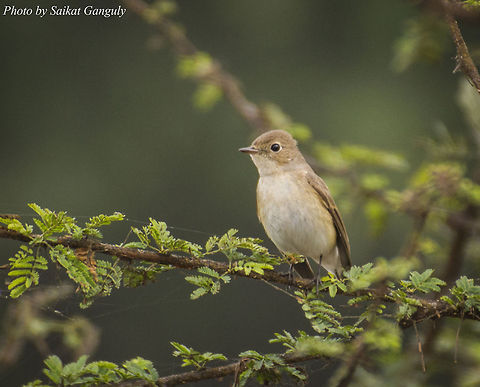 Grey bushchat  Geotagged,Grey Bush Chat,India,Saxicola ferreus