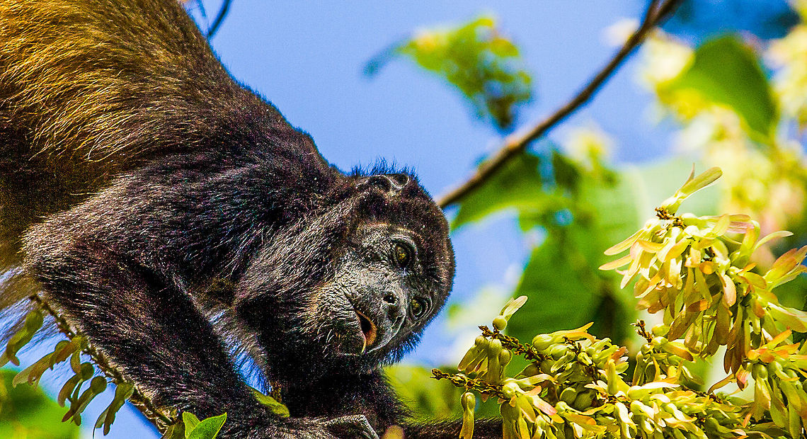 Mantled_Howler_Monkey-2580384 The Mantled Howler Monkey is very common in Costa Rica where I found this one having a mid-day meal. Alouatta palliata,Costa Rica,Geotagged,Howler,Mantled howler,Monkeys,Publish,Viewbug