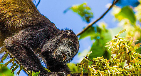Mantled_Howler_Monkey-2580384 The Mantled Howler Monkey is very common in Costa Rica where I found this one having a mid-day meal. Alouatta palliata,Costa Rica,Geotagged,Howler,Mantled howler,Monkeys,Publish,Viewbug