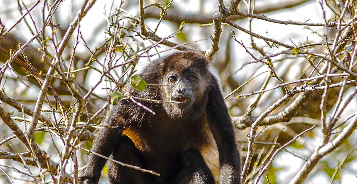 Young_Mantled_Howler_Monkey-5940 This young Mantled Howler Monkey was among a group of about 10-12 I found on the last day of my vacation last year in Costa Rica. This little one was quite interested in watching me watch him (generic 'him' since I do not know its gender). The entire group were low in the branches of the trees just above the back road near my hotel. Alouatta palliata,Costa Rica,Geotagged,Howler,Mantled howler,Monkeys,mantled,young monkey