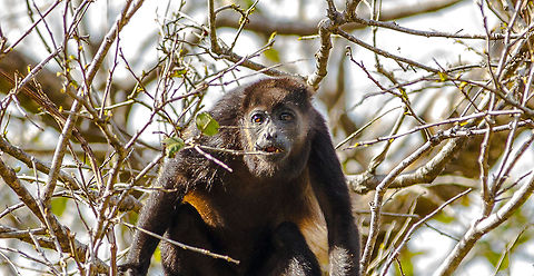 Young_Mantled_Howler_Monkey-5940 This young Mantled Howler Monkey was among a group of about 10-12 I found on the last day of my vacation last year in Costa Rica. This little one was quite interested in watching me watch him (generic 'him' since I do not know its gender). The entire group were low in the branches of the trees just above the back road near my hotel. Alouatta palliata,Costa Rica,Geotagged,Howler,Mantled howler,Monkeys,mantled,young monkey
