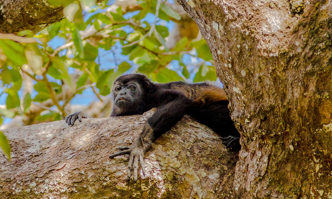 Young_Mantled_Howler_Monkey-5933 This young Howler Monkey had been resting on this limb and was curious about my activities with my photo equipment. This shot gives a good view of how long their fingers are even at a young age. This one was among a group of 10-12 young and mature Mantled Howler Monkeys in Costa Rica I photographed in December of 2012. Alouatta palliata,Costa Rica,Geotagged,Howler,Mantled,Mantled howler,Monkeys,young monkey