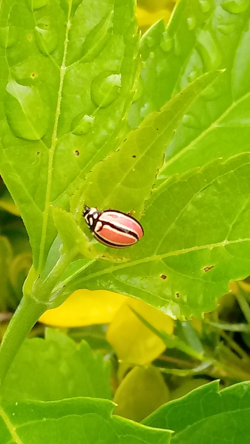 Declivitata usambarica What is this ladybug? Declivitata usambarica