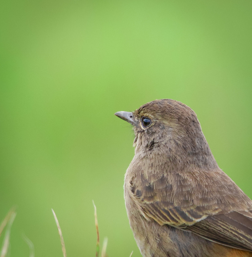 0F3A1240_copy  Pied bush chat,Saxicola caprata