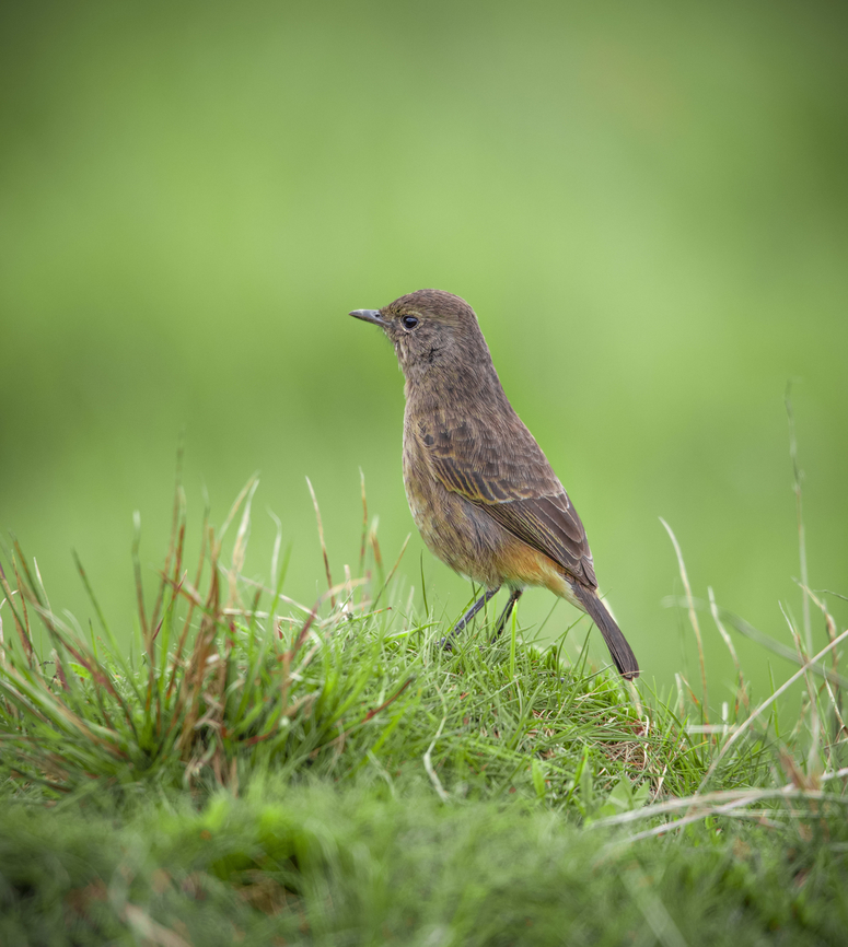 0F3A1247_copy  Pied bush chat,Saxicola caprata