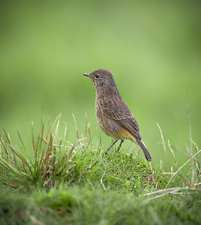 0F3A1247_copy  Pied bush chat,Saxicola caprata