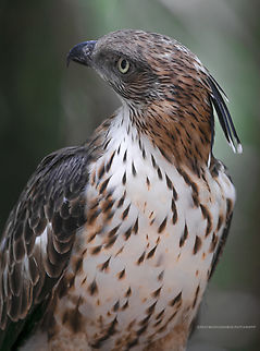 Changable hawk eagle, Sri Lanka  Changable hawk eagle,Nisaetus cirrhatus
