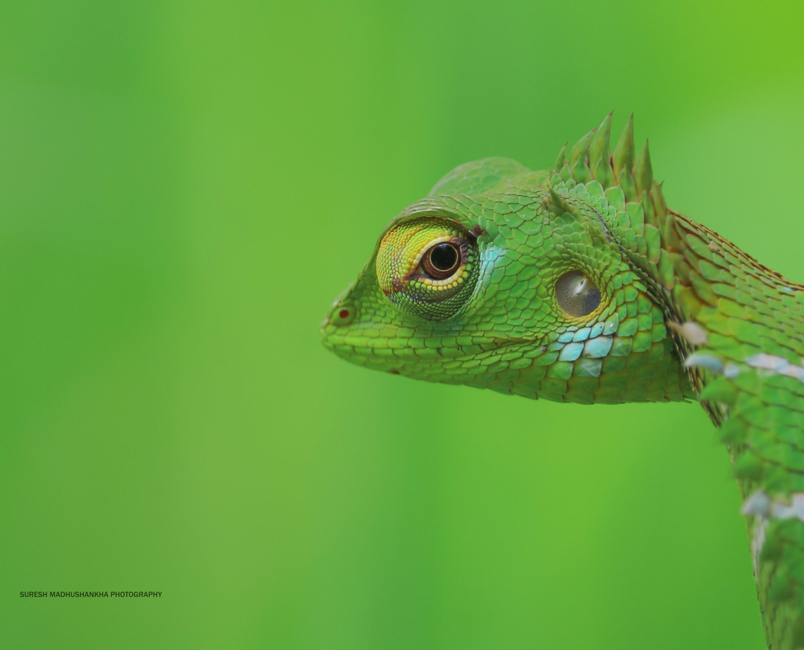 IMG_8577_copy  Calotes calotes,Common Green Forest Lizard