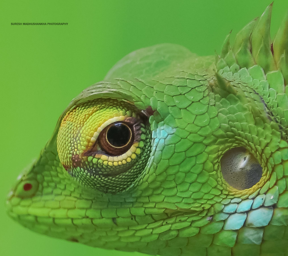 IMG_8578_copy  Calotes calotes,Common Green Forest Lizard