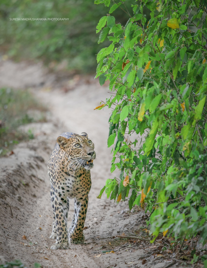 LEPORAD02  Panthera pardus kotiya,Sri Lankan Leopard