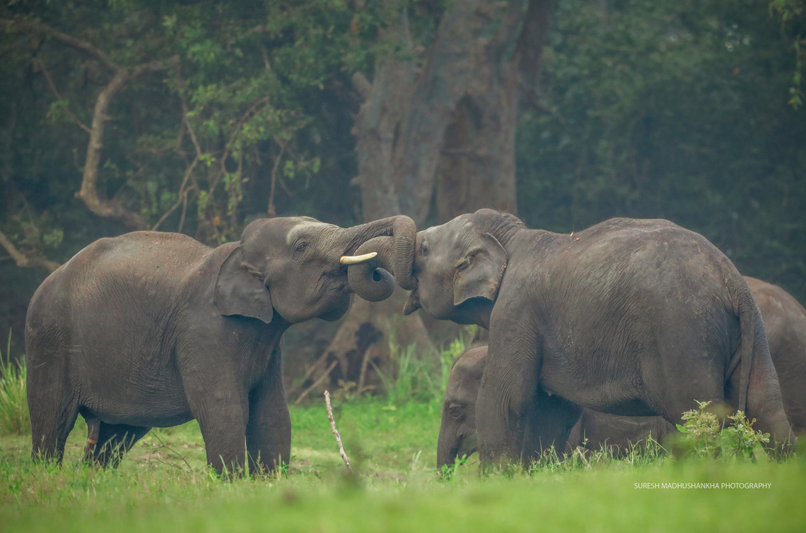 0F3A0452_copy  Asian elephant,Elephas maximus,Elephas maximus maximus,Sri Lankan elephant