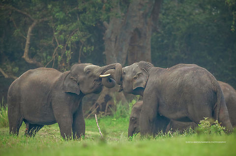 0F3A0452_copy  Asian elephant,Elephas maximus,Elephas maximus maximus,Sri Lankan elephant
