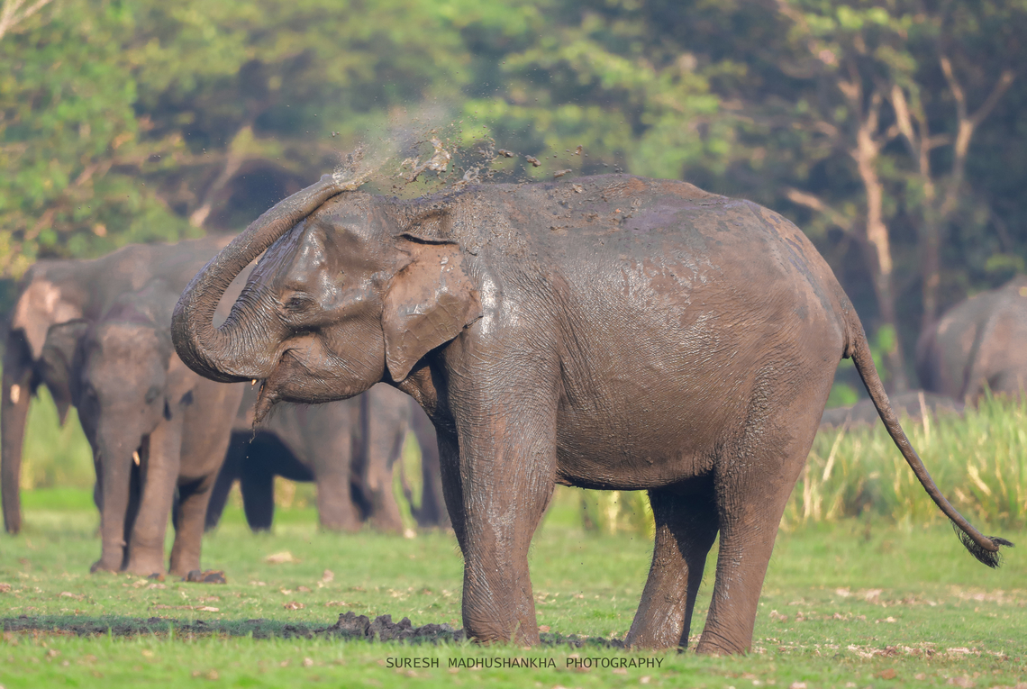 0F3A0381_copy  Asian elephant,Elephas maximus,Elephas maximus maximus,Sri Lankan elephant