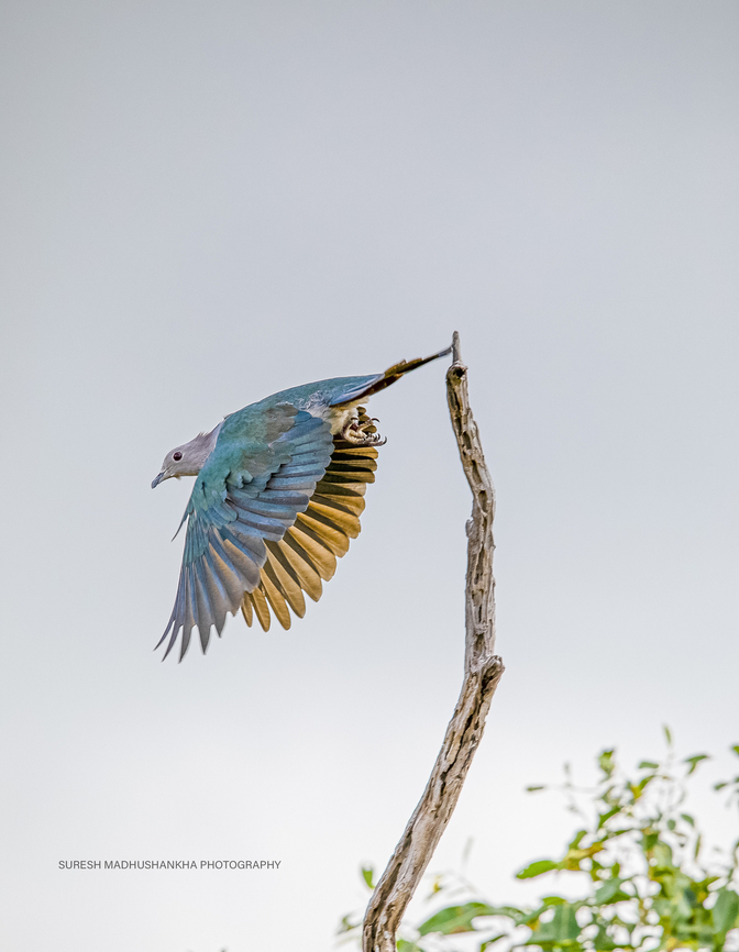 03  Ducula aenea,Green imperial pigeon