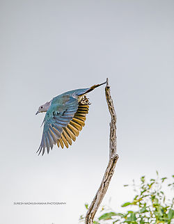03  Ducula aenea,Green imperial pigeon