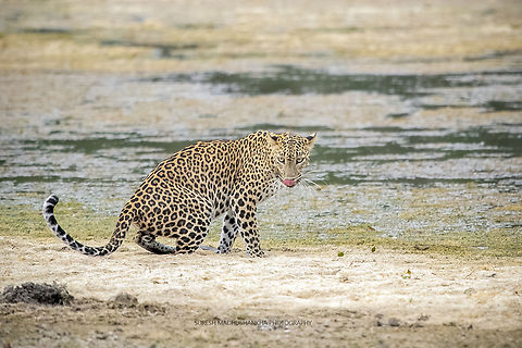 02  Panthera pardus kotiya,Sri Lankan Leopard