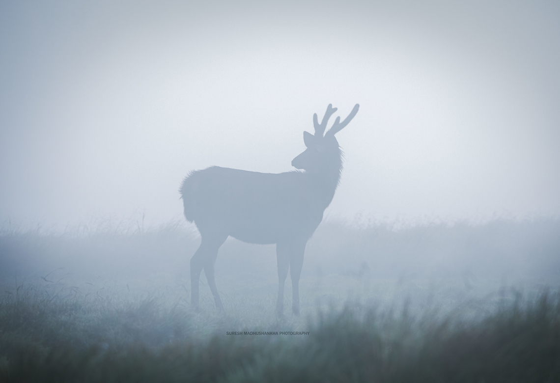 0F3A1580_copy  Sri Lankan axis deer