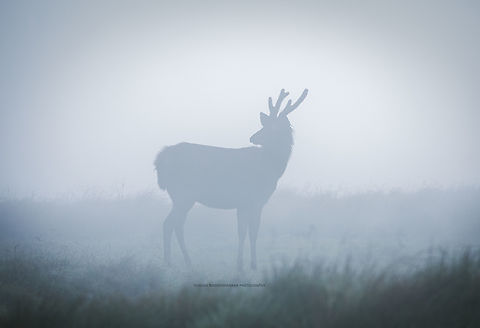 0F3A1580_copy  Sri Lankan axis deer