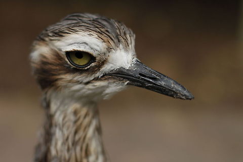Bush Thick Knee  Burhinus grallarius,Bush Stone-curlew,Bushthickknee
