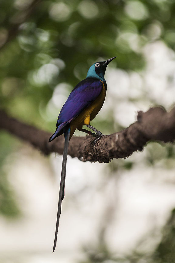 Golden-breasted Starling  Cosmopsarus regius,Golden-breasted Starling
