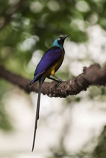 Golden-breasted Starling Cosmopsarus regius,Golden-breasted Starling