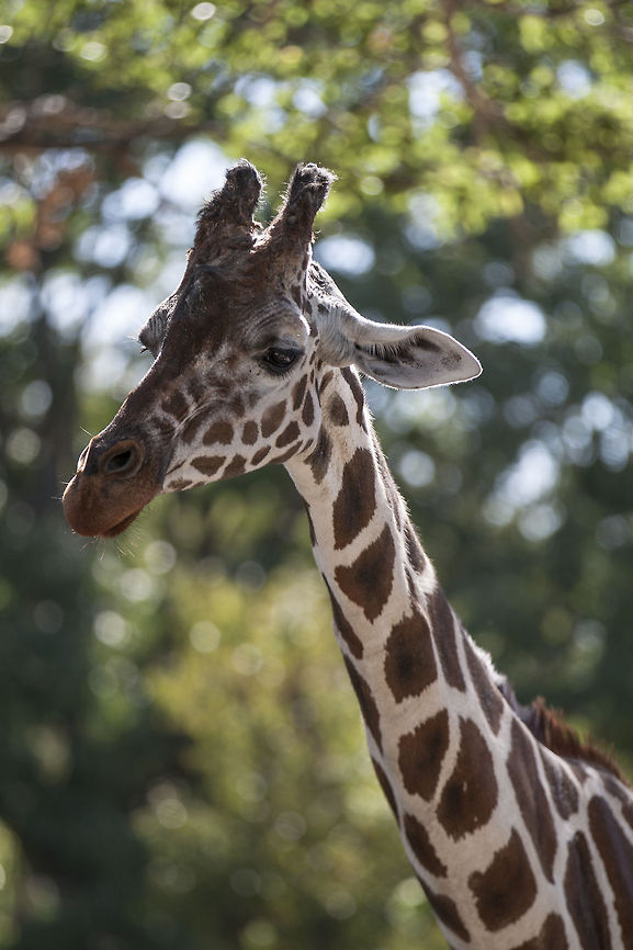 IMG_6596  Giraffa camelopardalis,Giraffe