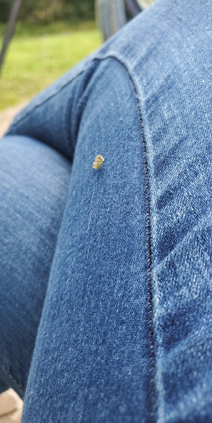 Snapchat-263237076  Chrysopa perla