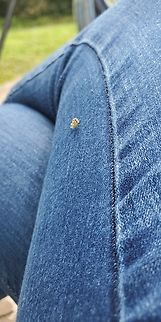 Snapchat-263237076  Chrysopa perla