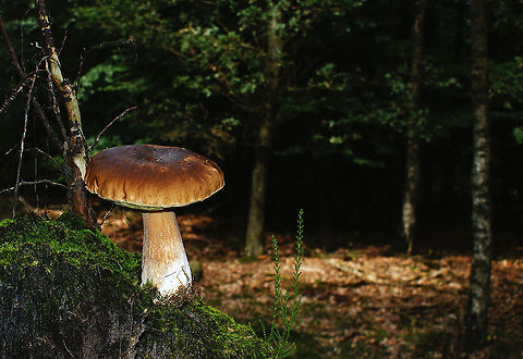 Large fungi in Schardam forest  Geotagged,The Netherlands