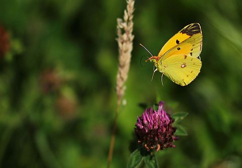 luzernevlinder_in_de_vlucht_2  Colias croceus,Dark Clouded Yellow