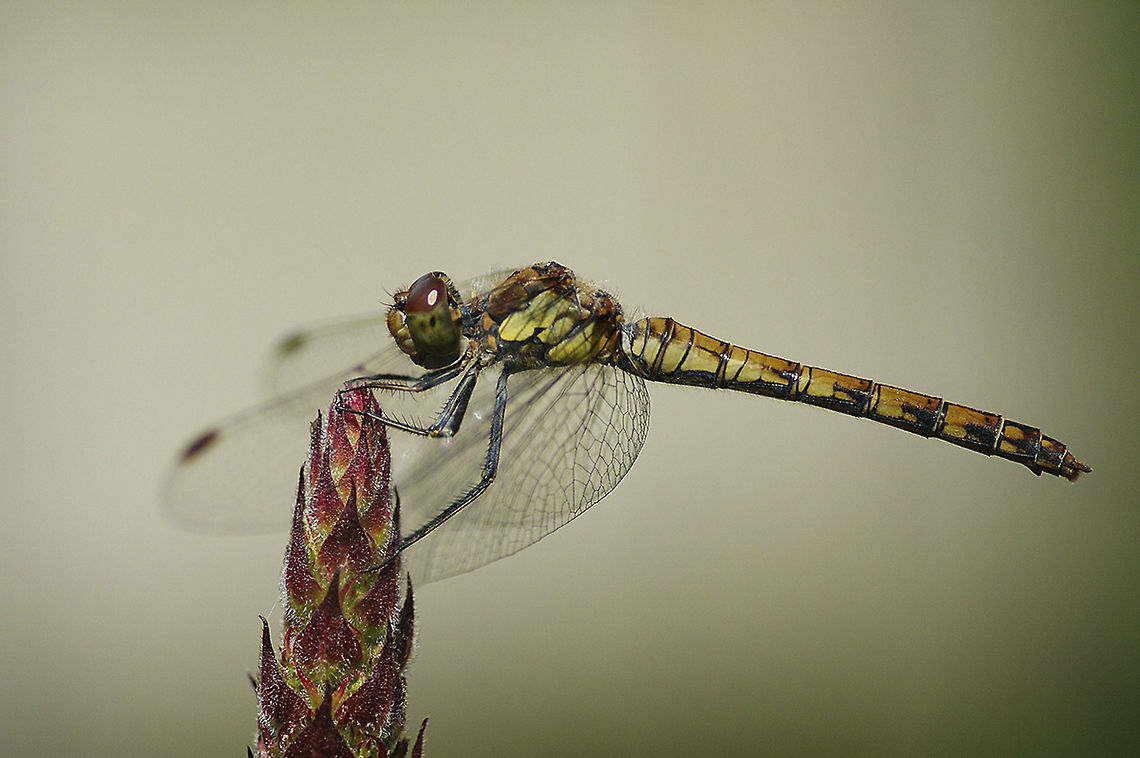 Sympetrum SONY DSC Black Darter,Sympetrum danae
