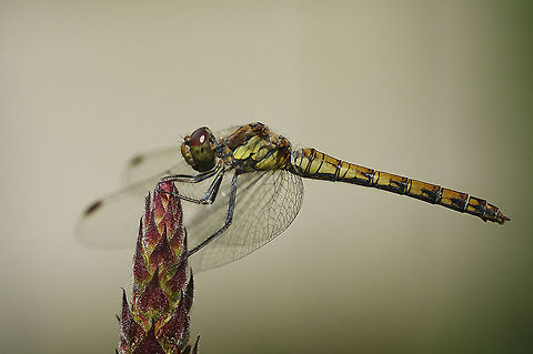 Sympetrum SONY DSC Black Darter,Sympetrum danae
