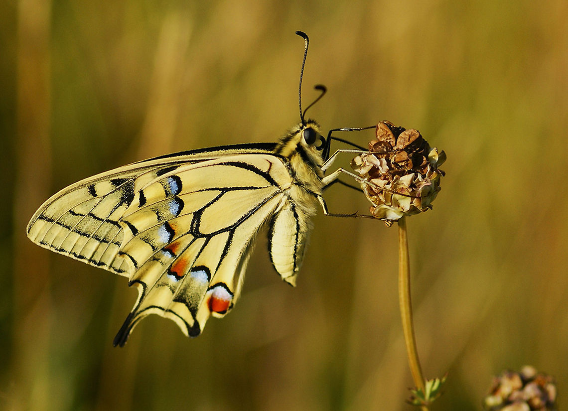 swallowtail butterfly SONY DSC France,Geotagged,Old World swallowtail,Papilio machaon