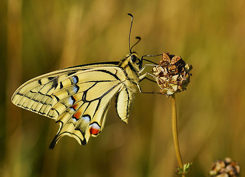 swallowtail butterfly SONY DSC France,Geotagged,Old World swallowtail,Papilio machaon