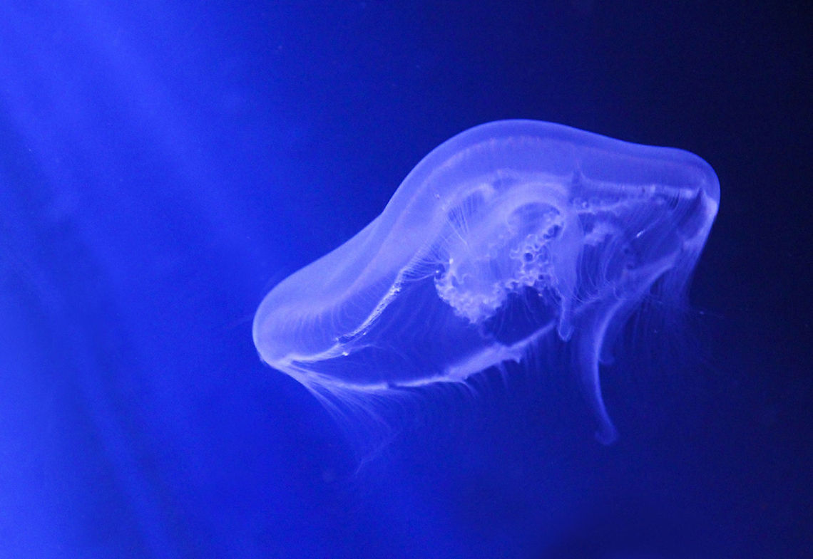 jelly_-_fish