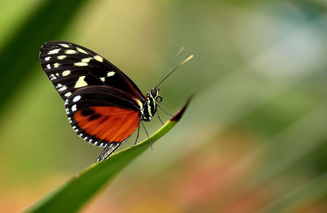 Heliconius hecale  Geotagged,Heliconius hecale,The Netherlands,Tiger Longwing