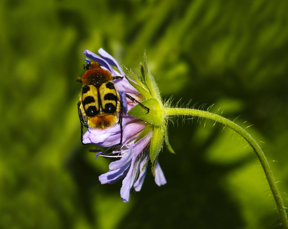 Trichius gallicus  Geotagged,The Netherlands,Trichius gallicus