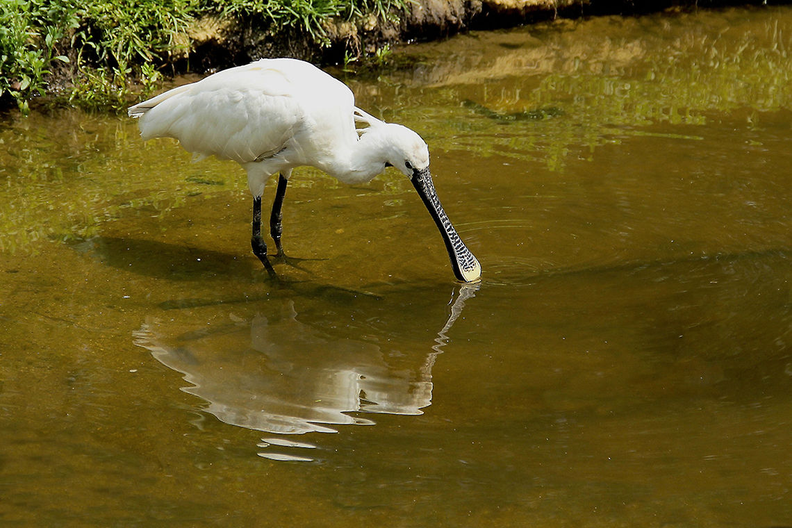 spoonbill  Eurasian Spoonbill,Platalea leucorodia
