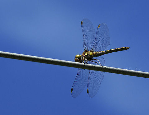sympetrum_vulgatum SONY DSC Sympetrum vulgatum,Vagrant Darter
